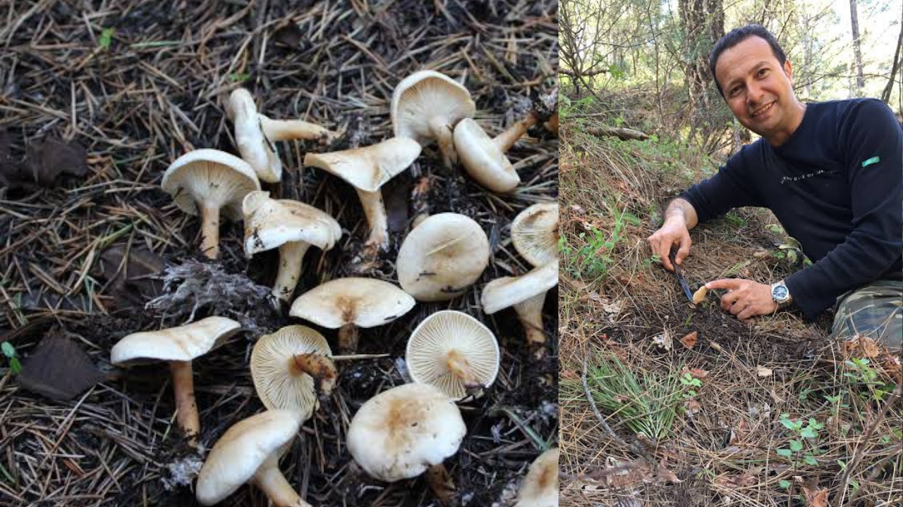 Muğla’da yağışlı hava ve yükselen sıcaklıkların ardından artan mantar bolluğu,