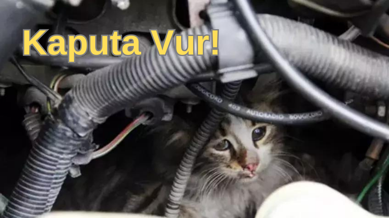 Motor Çalıştırmadan Önce Minik Dostlarımız İçin Bir Dakikanızı Ayırın Soğuk hava koşulları, aracınızı çalıştırmadan önce lütfen kaputa vurun. Kediler