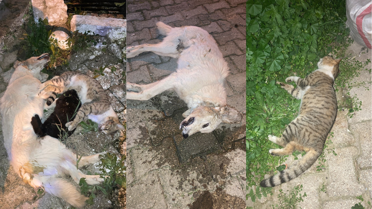 Muğla'nın Milas ilçesinde, Ekinanbarı Mahallesi'nde yaşanan trajik bir olayda, sahipli