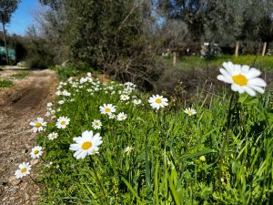Muğla'nın Milas ilçesi, her yıl olduğu gibi bu yıl da