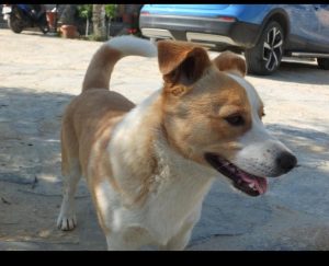 Milas ilçesinde yaşayan bir vatandaş, köpeğini kaybedenler için 10 bin
