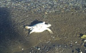 Muğla’nın Milas ilçesine bağlı Güllük Mahallesi sahilinde, yürüyüş yapan vatandaşlar