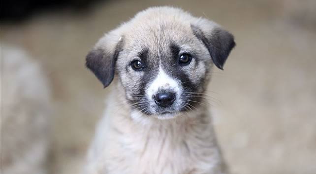 Türkiye’de uzun süredir tartışılan sahipsiz ve başıboş hayvanlarla ilgili yasa