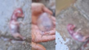 Muğla’nın Milas ilçesinde Kurban Bayramı öncesi satılan bir düvenin gebe