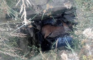 Muğla’nın Yatağan ilçesi Turgutlar Mahallesi’nde, bir buzağının vahşice katledildiği ortaya
