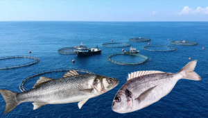 Muğla, Türkiye’nin su ürünleri ve hayvansal mamuller ihracatında lider konumunu