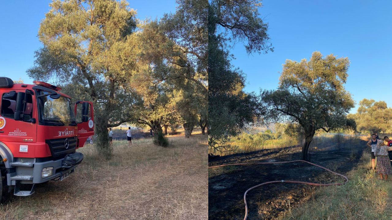 Milas’ın Hacıabdi Mahallesi Devrim Caddesi üzerinde bulunan boş arsadaki otluk