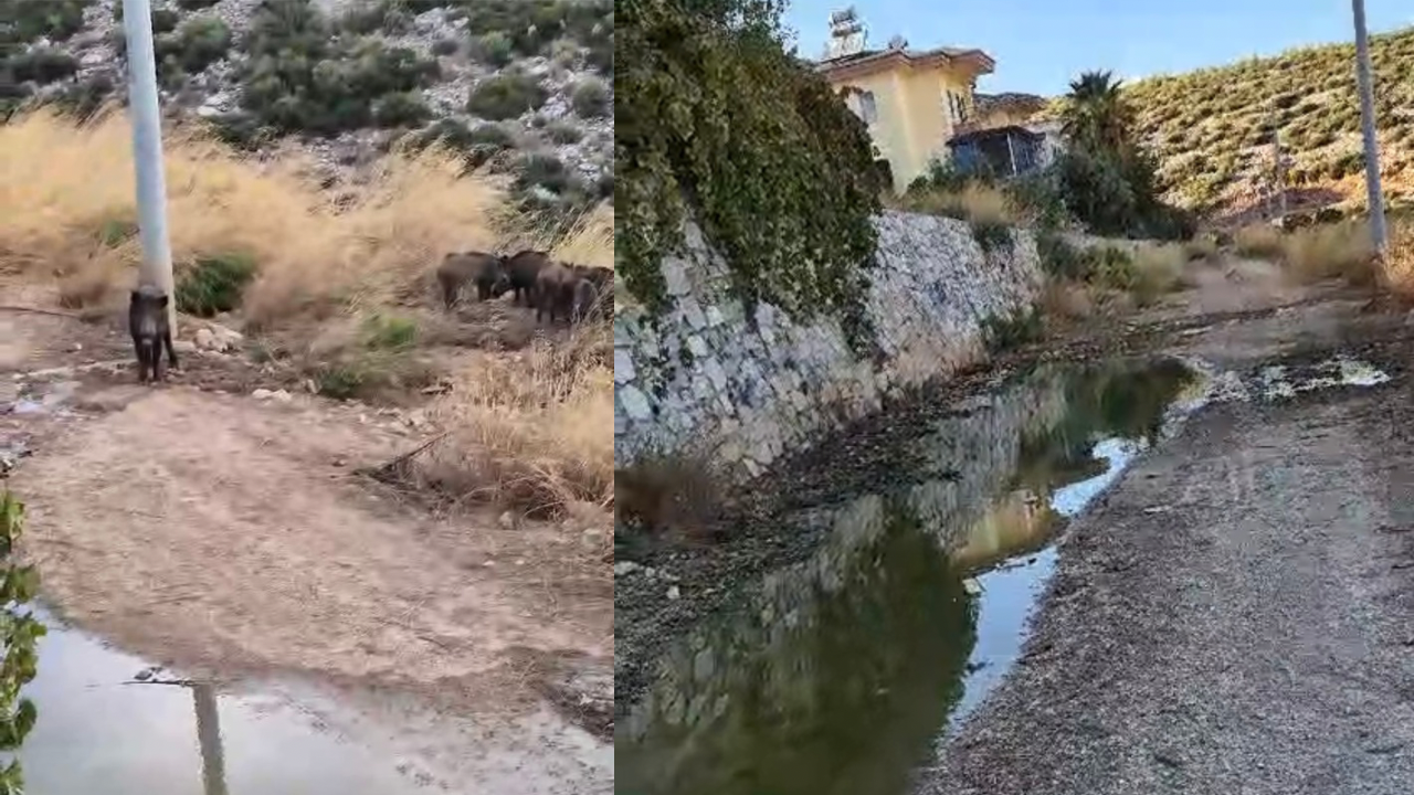 Milas’ta Kanalizasyon Krizi: Domuzlar Ortalıkta! Milas’ta Halk Sağlığını Tehdit Eden Kanalizasyon Sorunu: Yetkililerden Acil Müdahale
