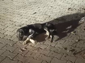 Muğla’nın Milas ilçesi Derince Mahallesi’nde akşam saat 19.00 sularında bir