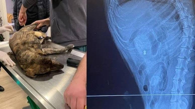 Muğla’nın Bodrum ilçesinde insanlık dışı bir olay yaşandı. Bir sokak