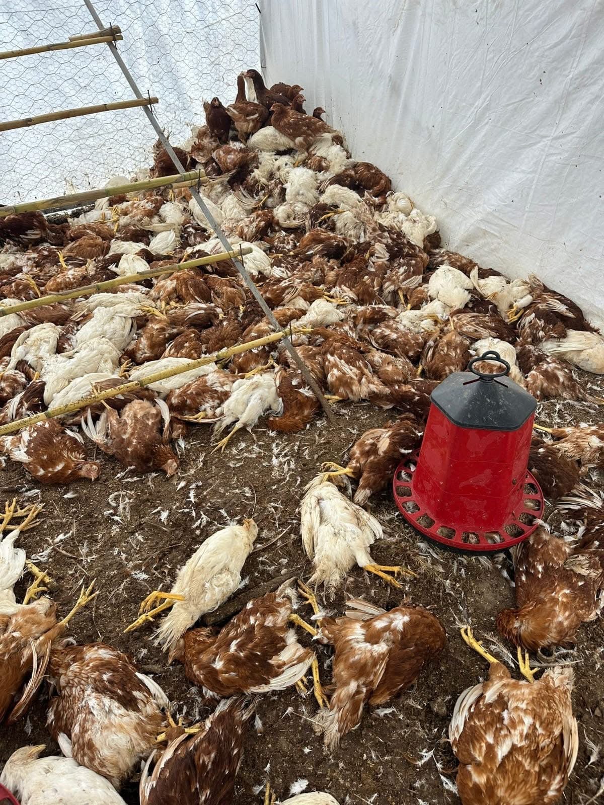 Sokak Köpekleri Bitez’de 1300 Tavuğu Telef Etti Bodrum’un Bitez Mahallesi’nde bahçesine kurduğu çadırlarda tavuk yetiştiriciliği yapan 45