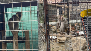Muğla’nın Ula ilçesi Karabörtlen Mahallesi’nde yasa dışı yollarla yurda sokulduğu