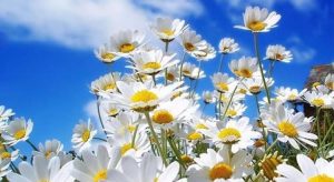 Halk arasında baharın müjdecisi olarak bilinen cemrenin ilki 19-20 Şubat’ta