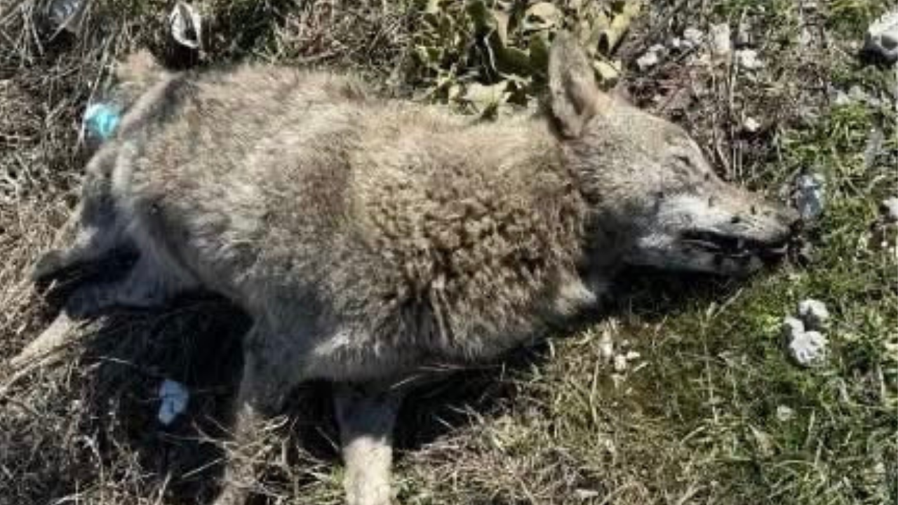 Muğla’nın Menteşe ilçesi, Denizli yolu üzerinde bir vatandaş tarafından ölü