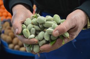 Baharın müjdecisi olarak bilinen çağla, Milas’ta tezgahlardaki yerini aldı. Ancak