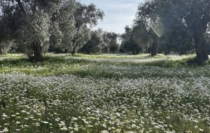 Milas’ta baharın gelişiyle birlikte doğa canlandı, papatyalar açtı. Güzel havayı