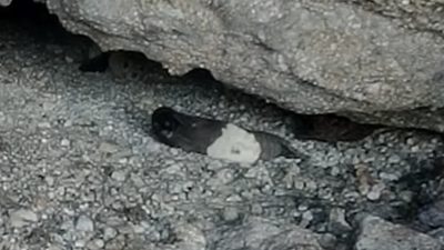 Gökova Körfezi’nde Umut Veren Görüntü: Yeni Doğan Akdeniz Foku Kameralara Yansıdı Muğla’nın Gökova Körfezi’nde, nesli tükenme tehlikesi altında olan Akdeniz keşiş