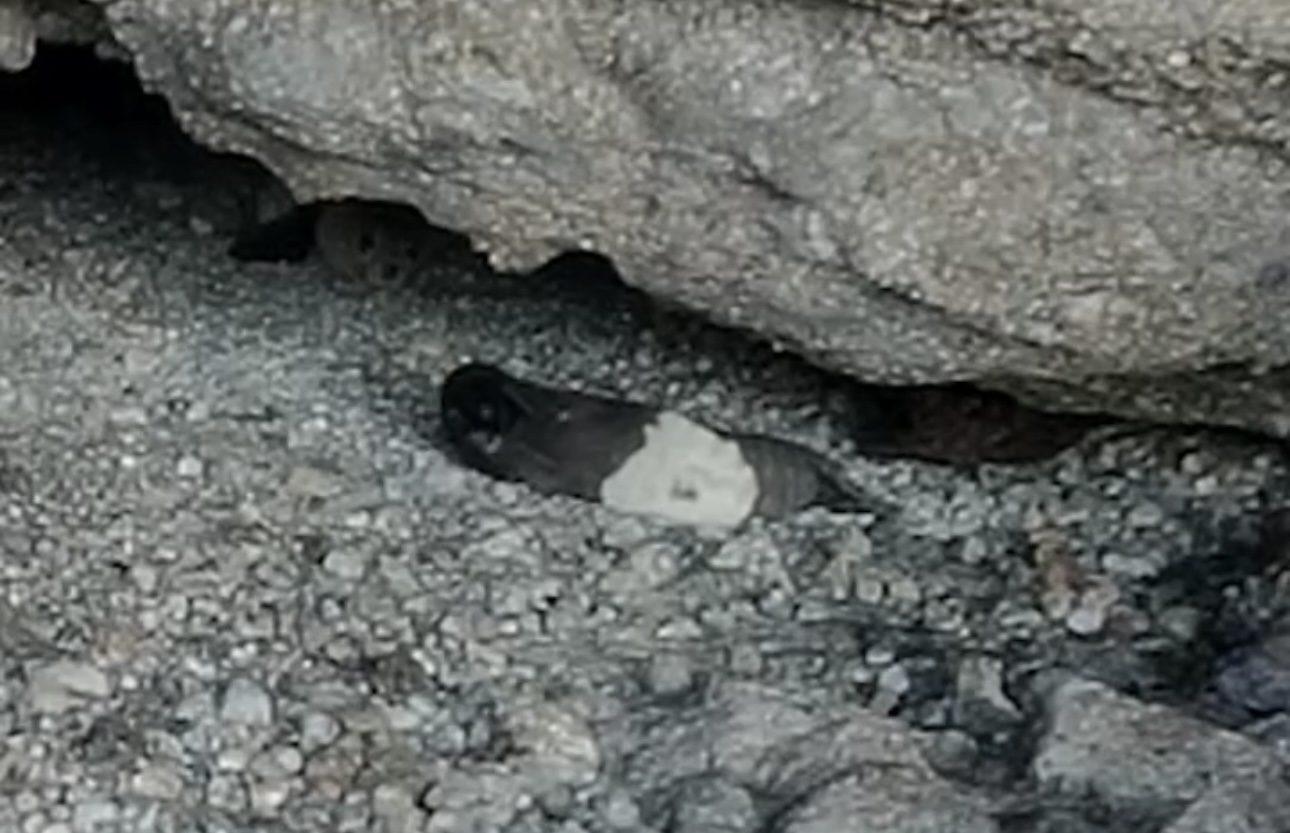 Muğla’nın Gökova Körfezi’nde, nesli tükenme tehlikesi altında olan Akdeniz keşiş