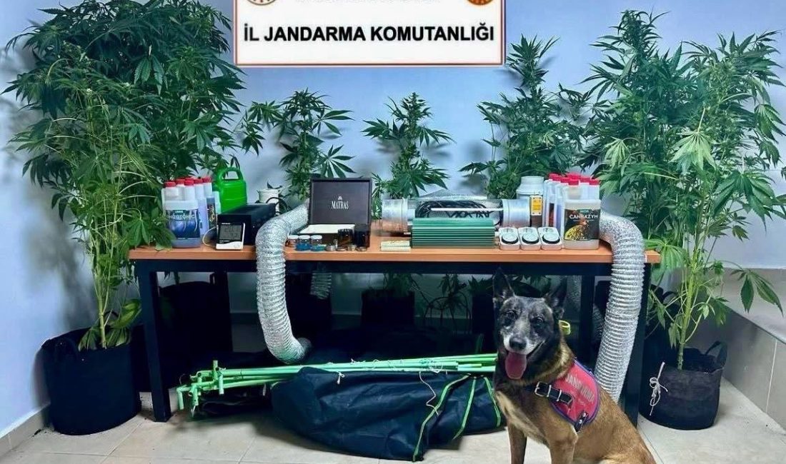 Muğla’nın Bodrum ilçesinde, evinde kenevir yetiştirdiği iddia edilen bir öğretmen