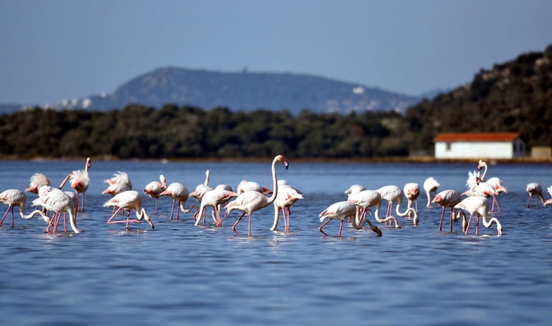 Flamingo Cenneti Tuzla Sulak Alanı Tehdit Altında! Muğla’nın Milas ilçesinde bulunan ve koruma altında olan Tuzla Sulak