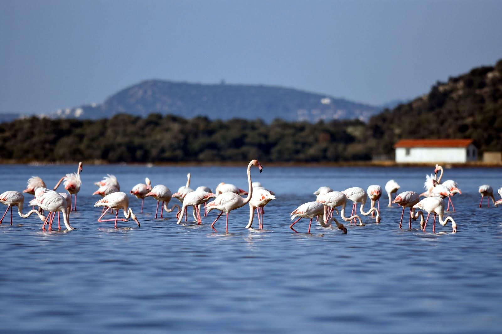 Muğla’nın Milas ilçesinde bulunan ve koruma altında olan Tuzla Sulak