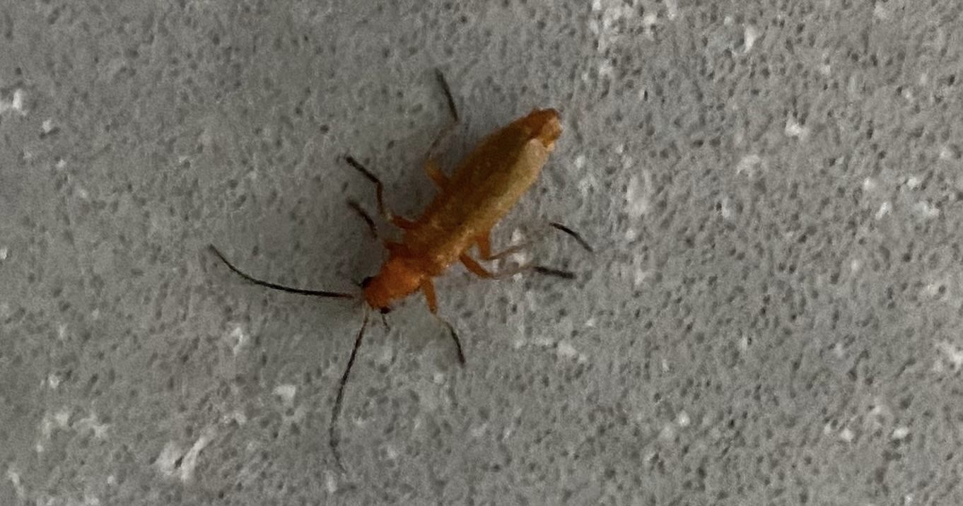 Milas merkez başta olmak üzere Güllük, Bafa, Kıyıkışlacık ve Boğaziçi