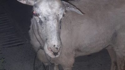 Kurban Bayramı’nın yaklaştığını anlamak için takvime bakmaya gerek yok; Milas’ta