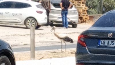 Muğla’nın Milas ilçesi 23 Nisan Bulvarı üzerinde, orta refüjde bir