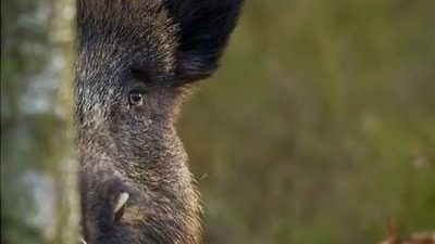 Muğla Valiliği, yaban domuzlarının kontrol altına alınması amacıyla yürütülen proje