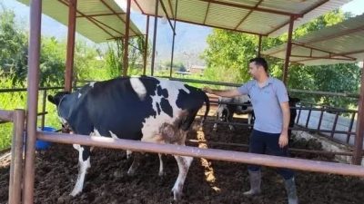 Milas Şap Hastalığı Nedeniyle Karantinada Muğla Tarım ve Orman Müdürlüğü, Milas ilçesinde büyükbaş hayvancılık yapılan