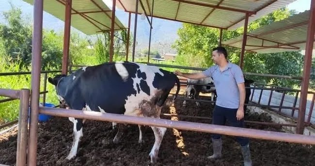 Milas Şap Hastalığı Nedeniyle Karantinada Muğla Tarım ve Orman Müdürlüğü, Milas ilçesinde büyükbaş hayvancılık yapılan