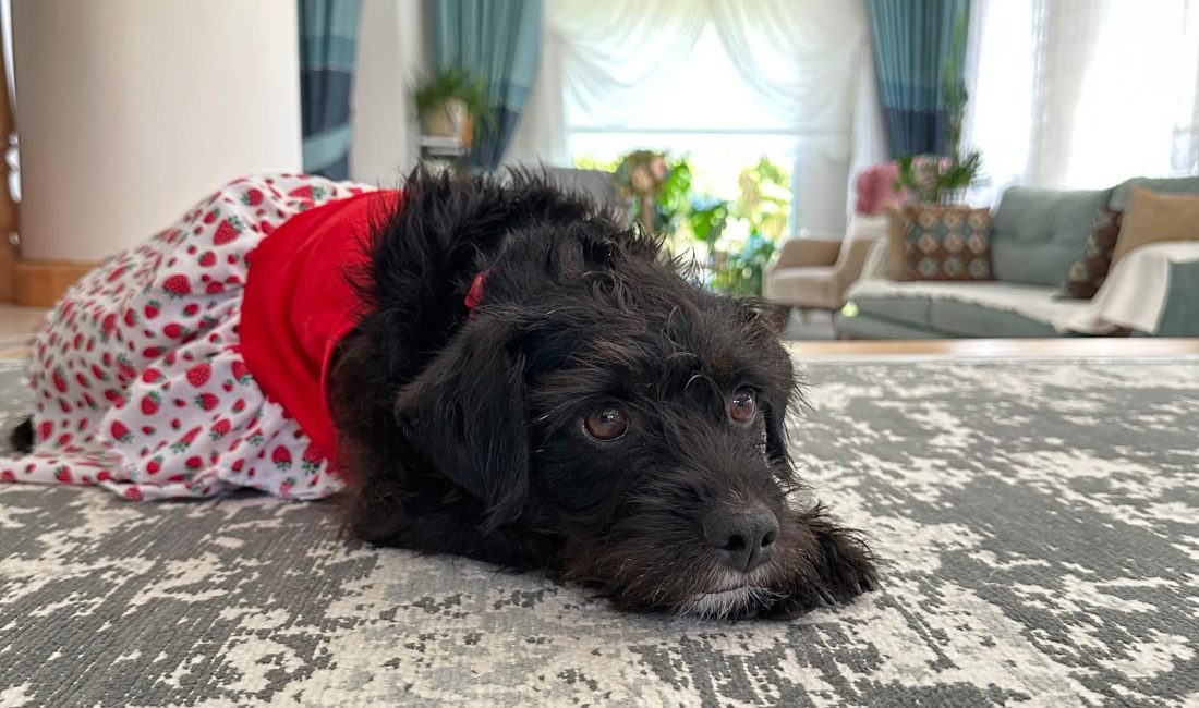 Muğla’da Köpeği Vurup Dağa Attılar İddiası Muğla’nın Menteşe ilçesine bağlı Gülağzı Mahallesi’nde “Mila” isimli köpeğin av