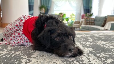 Muğla’nın Menteşe ilçesine bağlı Gülağzı Mahallesi’nde “Mila” isimli köpeğin av