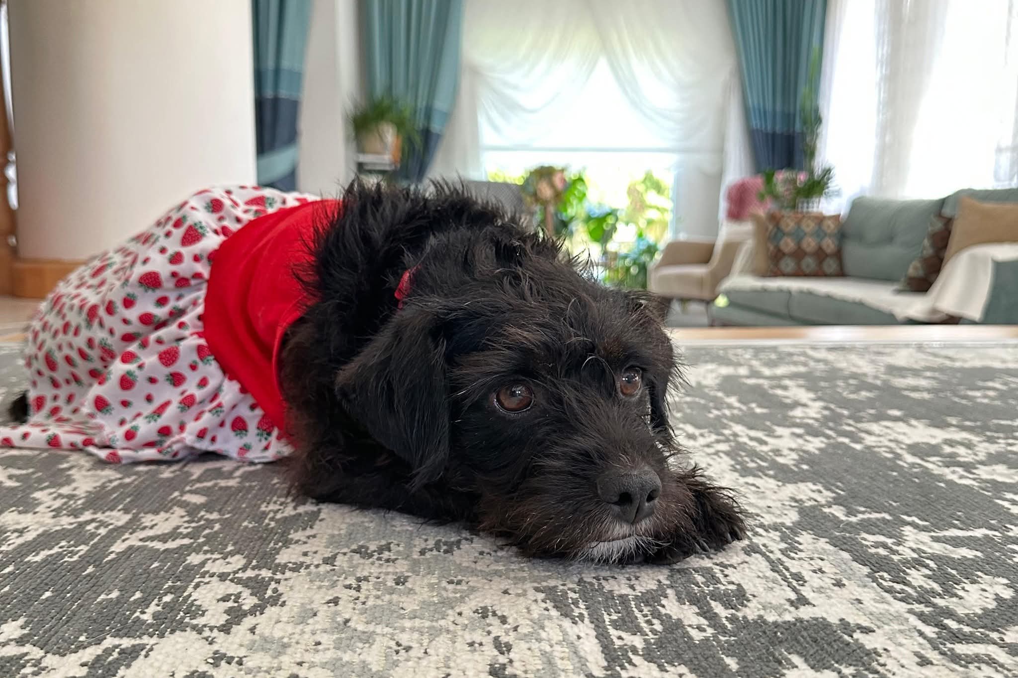 Muğla’da Köpeği Vurup Dağa Attılar İddiası Muğla’nın Menteşe ilçesine bağlı Gülağzı Mahallesi’nde “Mila” isimli köpeğin av