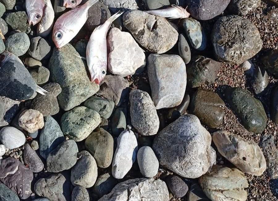 Datça’da Ölü Balıklar Kıyıya Vurdu Muğla’nın Datça ilçesinde kıyıya vuran çok sayıda ölü balık, endişeye