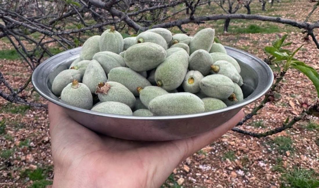 Datça’da Yılın İlk Çağla Badem Hasadı Başladı Türkiye’nin birçok bölgesinde kış şartları etkisini sürdürmesine rağmen, Muğla’nın Datça