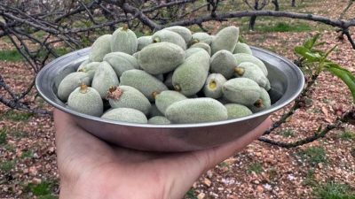 Türkiye’nin birçok bölgesinde kış şartları etkisini sürdürmesine rağmen, Muğla’nın Datça