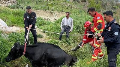 Muğla’nın Seydikemer ilçesine bağlı Seydiler Mahallesi Karatoplar mevkiinde bir inek,