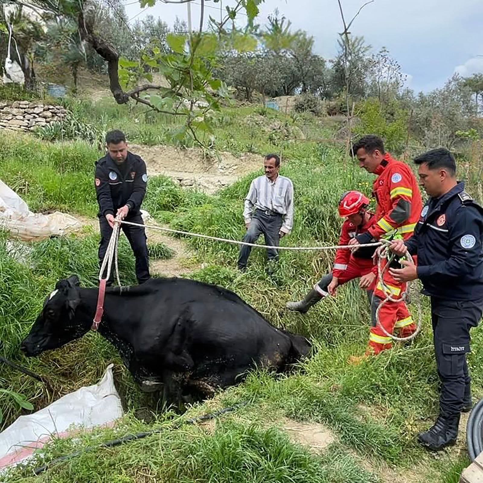 Muğla’nın Seydikemer ilçesine bağlı Seydiler Mahallesi Karatoplar mevkiinde bir inek,